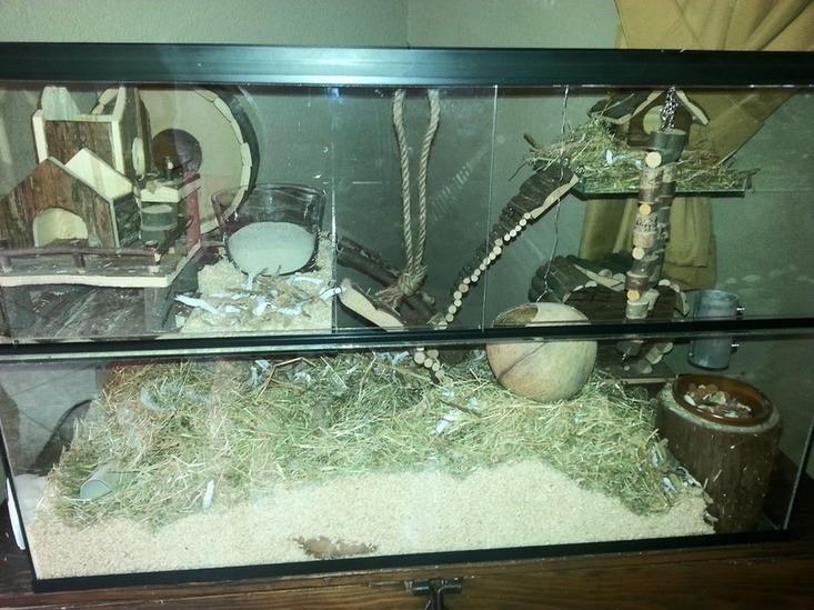 Gerbil terrarium 80x40x50